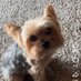 Annie dont need a blue check (@annamol68462844) Twitter profile photo Annie dont need a blue check (@annamol68462844) Twitter profile photo
