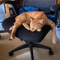 lazy4real (@simplylazy4real) 's Twitter Profile