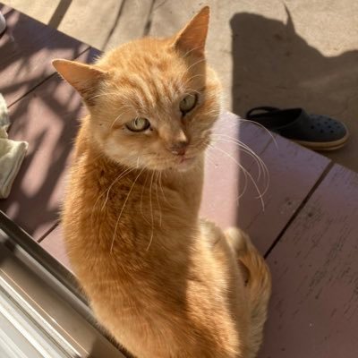 e03f309ib282789's profile picture. 映画、オカルト映画、ホラー映画、怪談、都市伝説、漫画、アニメ、特撮、プロレス好き❤️です。 嫌いなものは、カルト新興宗教(特に、顕正会) また、よろしくお願いします。