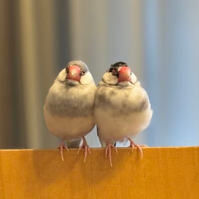HiLum20192029's profile picture. 通りすがりの文鳥です