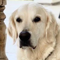 Sandi (@sandi2471638527) 's Twitter Profile