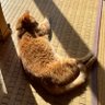 my_9964's profile picture. 躁鬱自称猫 猫:最中・海栗・黍 @monateyan