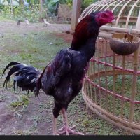klalen karo githoke dewek 😀😀 (@indonesiapaijo) 's Twitter Profile