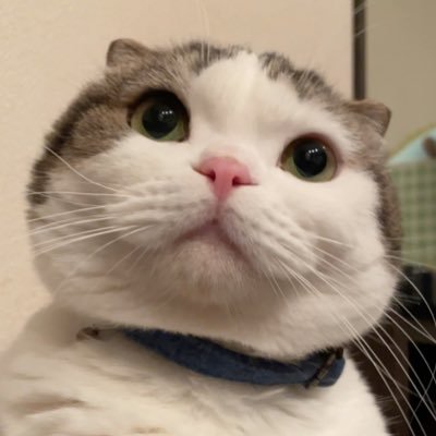 unimocoloco's profile picture. 