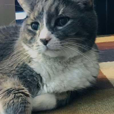 vmhydrangea's profile picture. 