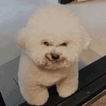 _pitachip_'s profile picture. 🇲🇽 | she/her/ella