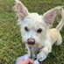 Shaggy Dog mom (@deniseguite) Twitter profile photo Shaggy Dog mom (@deniseguite) Twitter profile photo