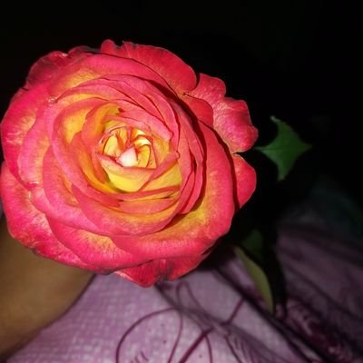 Prudence754050's profile picture. 