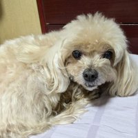 アリス (@alicedq_mofmof) 's Twitter Profile