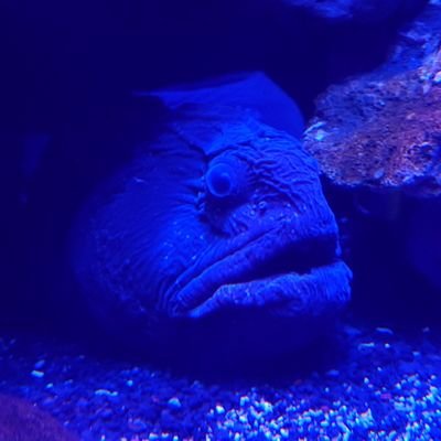 ズィルバーさんのプロフィール画像