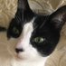 Georgi the cat and Mommy (@ililita) Twitter profile photo Georgi the cat and Mommy (@ililita) Twitter profile photo