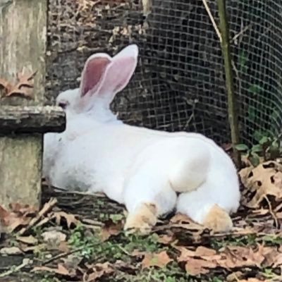 linor54's profile picture. 