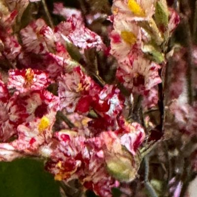 cunextuesdayshe's profile picture. 