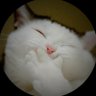 gift80612027's profile picture. SMILEY《🐶🐰 》