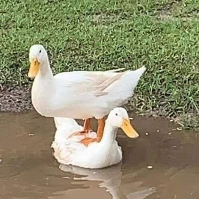 chitang69511's profile picture. 