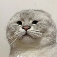 包子啊 (@xiaohai11100) 's Twitter Profile