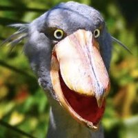reformed.shoebill (@ref_shoebill) 's Twitter Profile