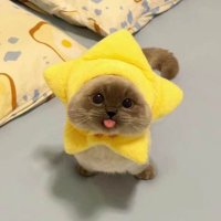 Pulse ren (@renb0w0) 's Twitter Profile