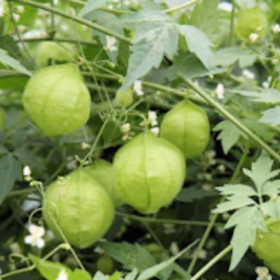 cu92473's profile picture. 今上天皇御一家を敬愛してます。男系男子による皇統を終わらせ、性別に関係なく「天皇のお子様が皇統を繋いでいく」ことを強く望みます。　　　　　　　　　　　　  （無言フォロー失礼します🙇‍♀️）