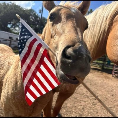 MoosStacey12513's profile picture. Howdy Y’all! We are horse (American Quarter Horse) breeders, and cattle ranchers from TX. God, Country, Family!! 🇺🇸