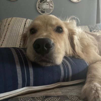 Joeybaseball11's profile picture. 