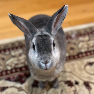 Account by Gypsy...a fierce, independent, mischievous, sassy and loveable rex bun. Husbun Dorian 🌈 June 2024