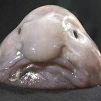The Anti Blob ๐ฌ๐ง ๐ด๓ ง๓ ข๓ ฅ๓ ฎ๓ ง๓ ฟ ๐บ๐ธ (@tutburyram) 's Twitter Profile Photo The Anti Blob ๐ฌ๐ง ๐ด๓ ง๓ ข๓ ฅ๓ ฎ๓ ง๓ ฟ ๐บ๐ธ (@tutburyram) 's Twitter Profile Photo