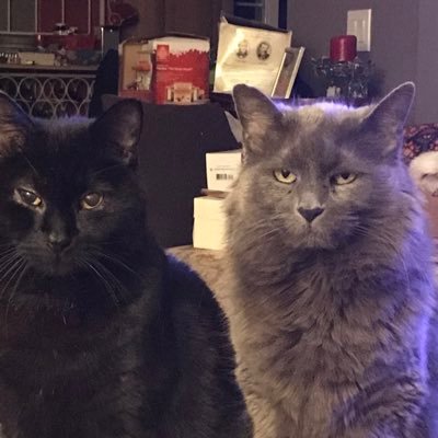 I tweet mostly about soaps, music, hockey. #GH #Days #Springsteen #LeafsForever #CauseChaos You can follow me on BlueSky @leafscanes81.bsky.social