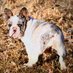 Furry Furends Mobile Grooming (@yobabiesstepmom) Twitter profile photo Furry Furends Mobile Grooming (@yobabiesstepmom) Twitter profile photo