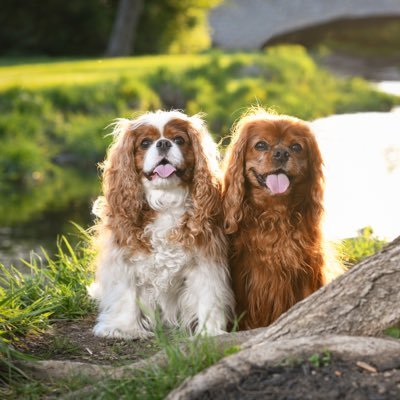 BetseyEastwood's profile picture. Travel & yoga enthusiast. Hate to miss a party. Currently addicted to my dogs’ IG account. Cherish being a wife, mom, and RN. Buckeye for life.