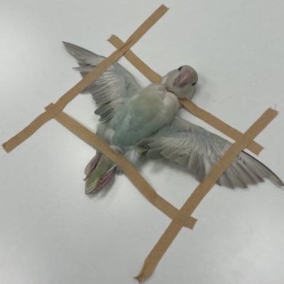 headfooted's profile picture. 