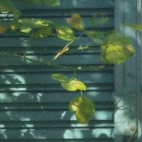 ふゆう (@huyu_009) Twitter profile photo