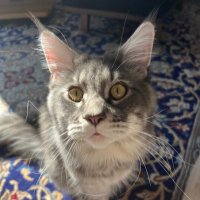 Merijn Griffioen (@merijngriffioen) 's Twitter Profile