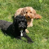 busterboo (@festival1313) 's Twitter Profile Photo