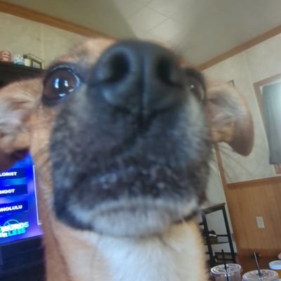 | 24 | she/her | g59 | fortnite | 420 | twitch: shay59_