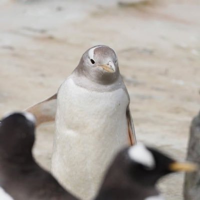 SnowFlakecoin1's profile picture. o5zch4u6Kquq3SMWAAKsUj7eaNngEa8mUvZ2p6jpump https://t.co/Cu0tkd32t7