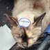 SarcastiCat 😼 (@snarkcasticat) Twitter profile photo SarcastiCat 😼 (@snarkcasticat) Twitter profile photo