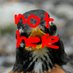 birds birds birds birds (not here) (@birding_dergn) Twitter profile photo birds birds birds birds (not here) (@birding_dergn) Twitter profile photo