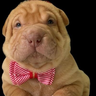 DuneTargore's profile picture. Pós-Pós-Pós-Pós-Pós-Pós-Pós-Pós-Tudo