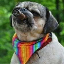 Husband; Michigan Fan; West Point Grad; Disabled Veteran; Pug Owner; Pirate; Master Fitness Trainer; KISStorian; 3Point Shooter; Man of the World