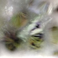 # (@widerdienatur) 's Twitter Profile Photo
