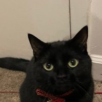 Patrick (@patformingunit) 's Twitter Profile