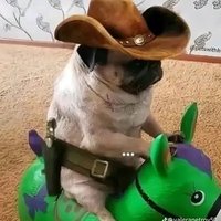 gogafnz (@g0gafn) 's Twitter Profile