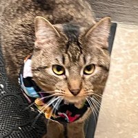 old, tired, hungry (@joyapplegate327) 's Twitter Profile