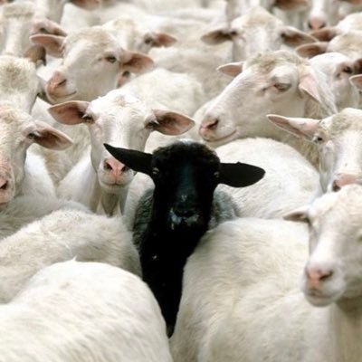 saint_degen's profile picture. truth is stranger than fiction