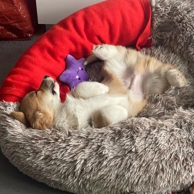 KakashixShisui's profile picture. prudentia potentia