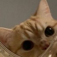 BASMALA (@basmalaexol2020) 's Twitter Profile