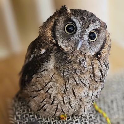 お買いものパンダが大好き
うちの子→
2021/5/7🎂 スピックスコノハズク🦉ぱんちゃん
2022/5/14🎂 インドオオコノハズク🦉ぴいちゃん みんな女の子👧 実家はアキフクさん🏘