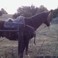 JRSwanson (@sinisterswanee) 's Twitter Profile