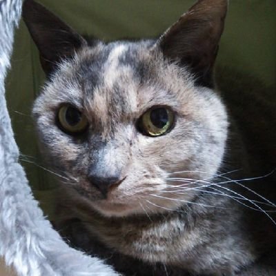 MASA0832_0081v's profile picture. にゃんこ好きのオジさん